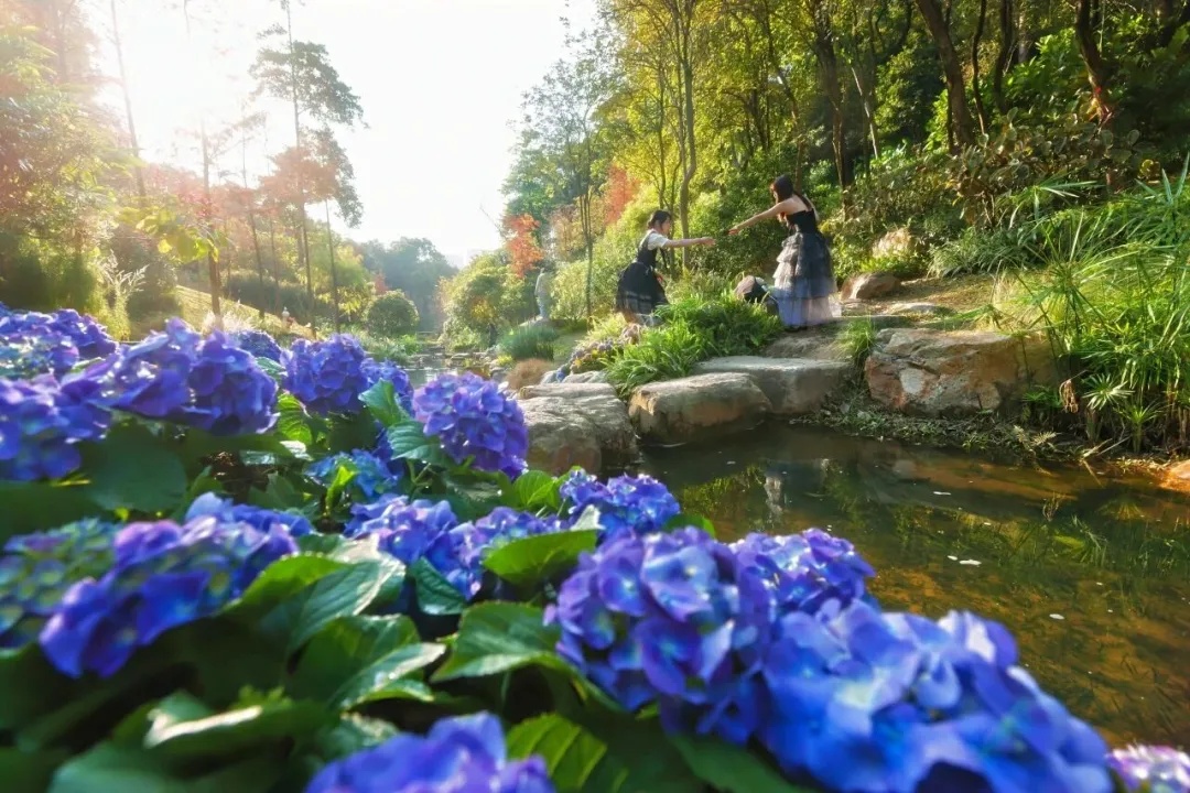 上海网友一句“想看”，广州女孩“千里送木棉”