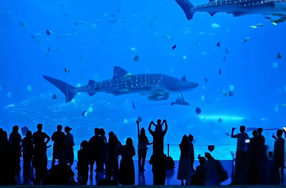 珠海长隆鲸鲨去世？多部门回应：一头鲸鲨大年初二因病死亡，水质监测等环节未发现异常