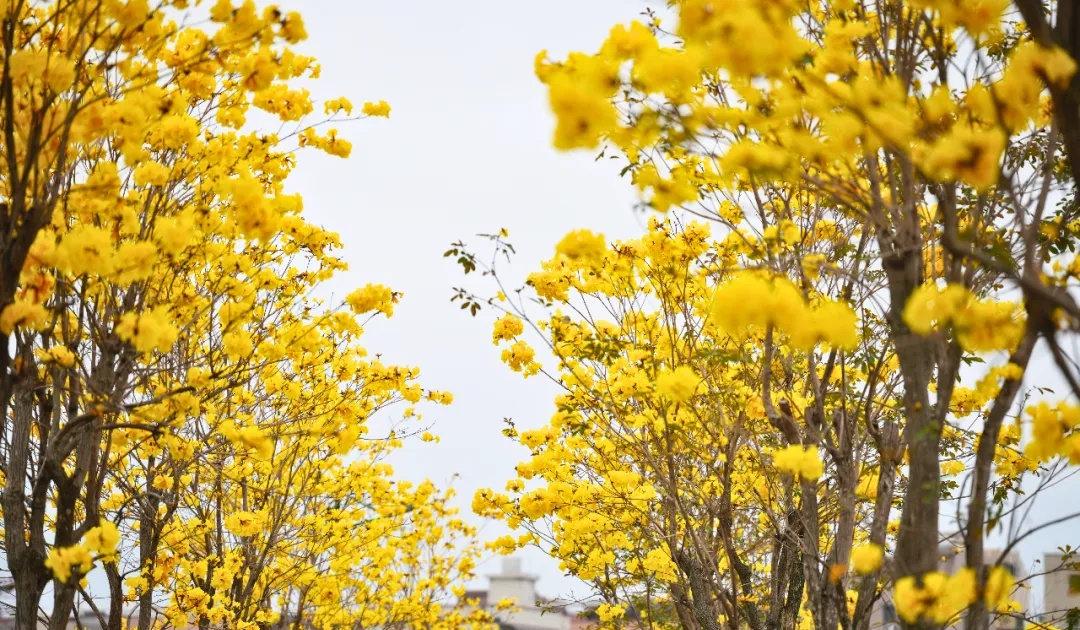 上海网友一句“想看”，广州女孩“千里送木棉”