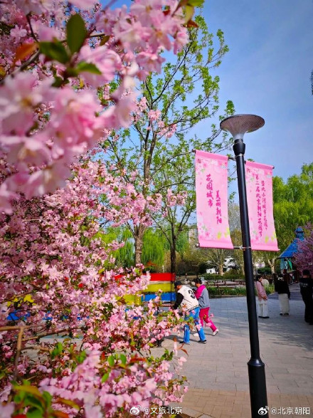 朝阳这处赏花顶流超出片！必拍必逛点位来了