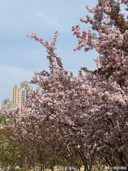朝阳这处赏花顶流超出片！必拍必逛点位来了