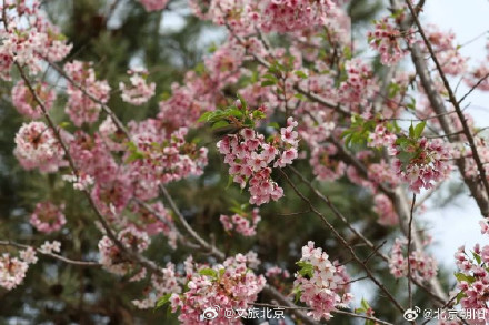 朝阳这处赏花顶流超出片！必拍必逛点位来了
