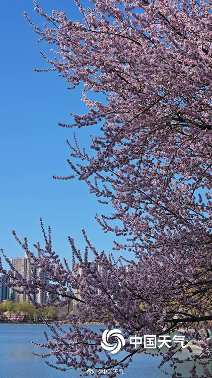 北京玉渊潭花开渐入佳境 一组图直击“花事”现场