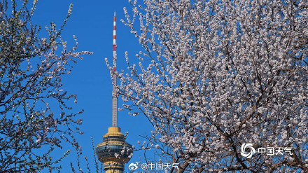 北京玉渊潭花开渐入佳境 一组图直击“花事”现场