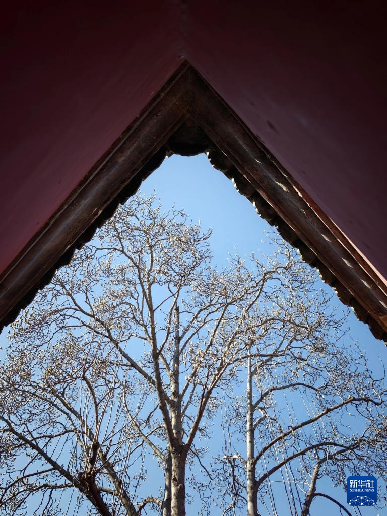 天坛公园春色美