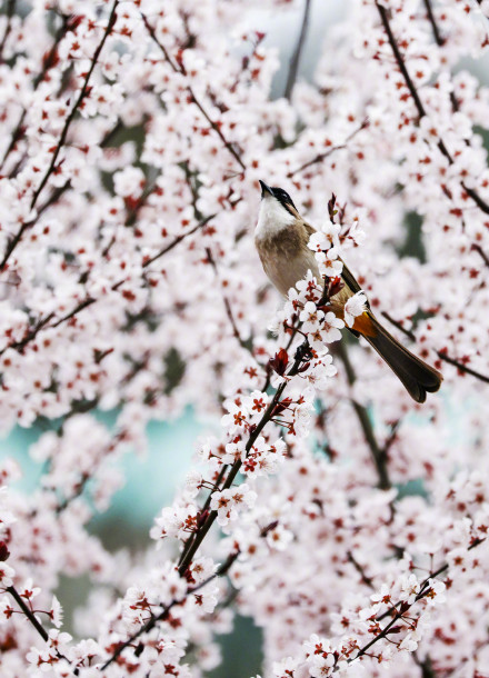 无水印速存！这组春天壁纸生命力满满