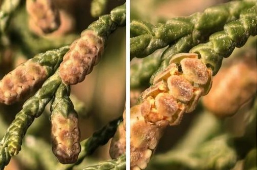 提醒！郑州花粉进入高峰期→