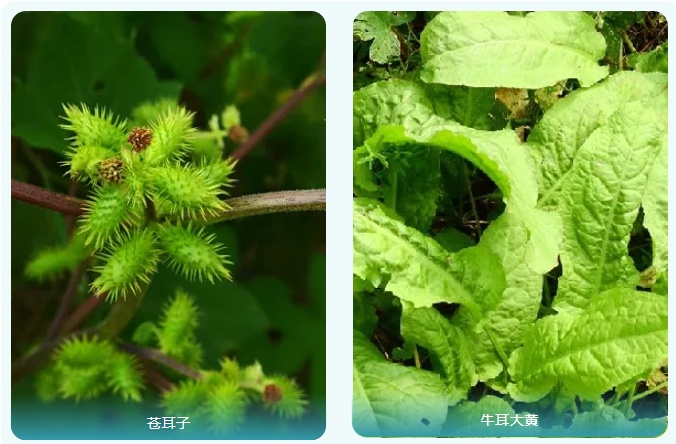 云南一对夫妻把漆树芽误认为香椿，食用后脸肿成球