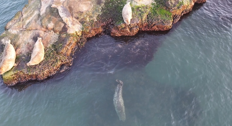山东烟台迎来洄游斑海豹 “海上大熊猫”如约而至