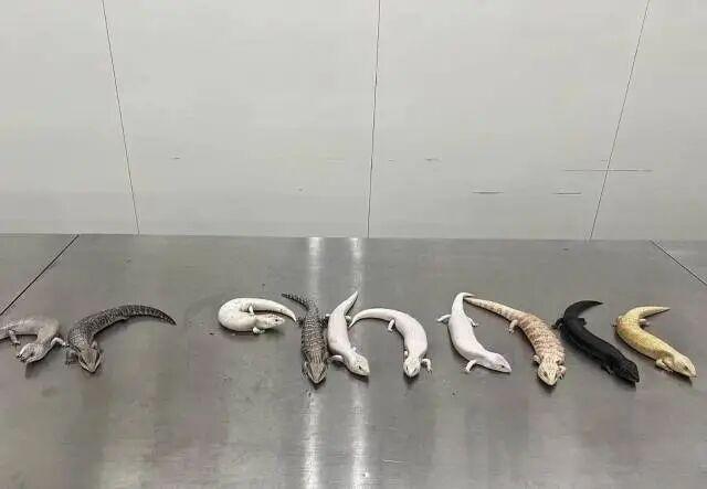 女子入境深圳藏活体动物，开包发现10只活蜥蜴