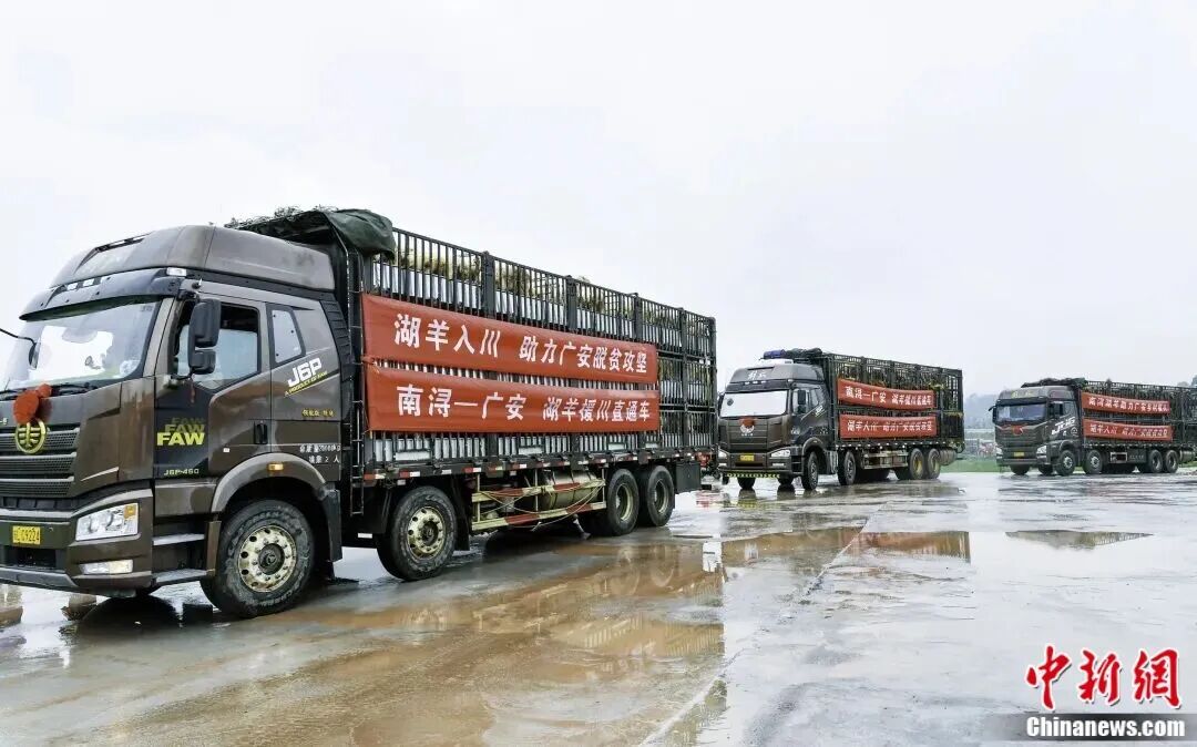 “别看我只是一只羊”，羊儿的价值难以想象