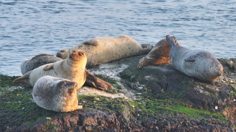 山东烟台迎来洄游斑海豹 “海上大熊猫”如约而至