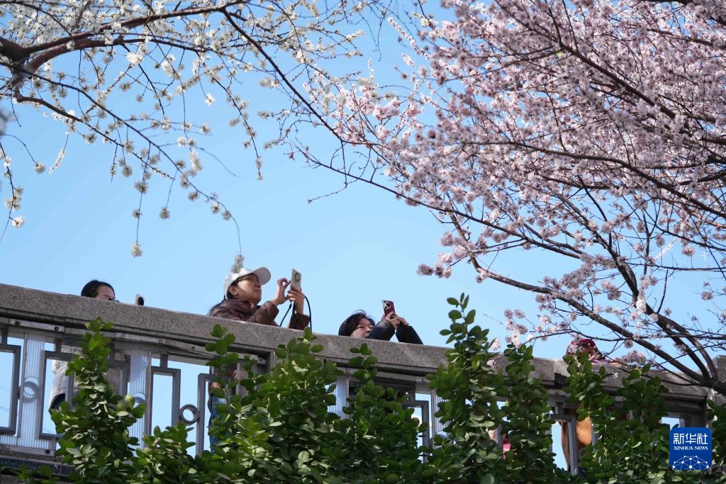 京华风暖桃花开