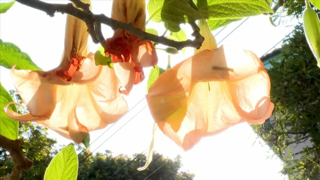 颜值超高却全株有毒！厦门多地曼陀罗花绽放！提醒：勿触碰！勿采摘！勿食用！