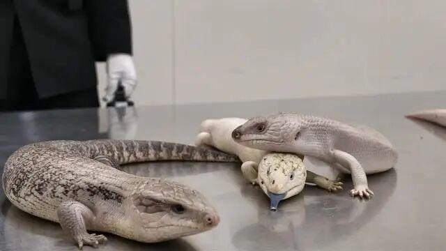 女子入境深圳藏活体动物，开包发现10只活蜥蜴