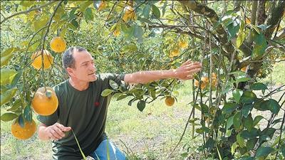 巴西多举措推动农业绿色转型
