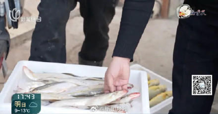 "价钿辣手"？上海刀鱼价格跌幅达6成！刀鱼价格回落上海有人一口气买40斤