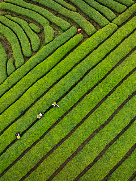 无水印速存！这组春天壁纸生命力满满