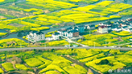 这个春天来泰州兴化赏油菜花