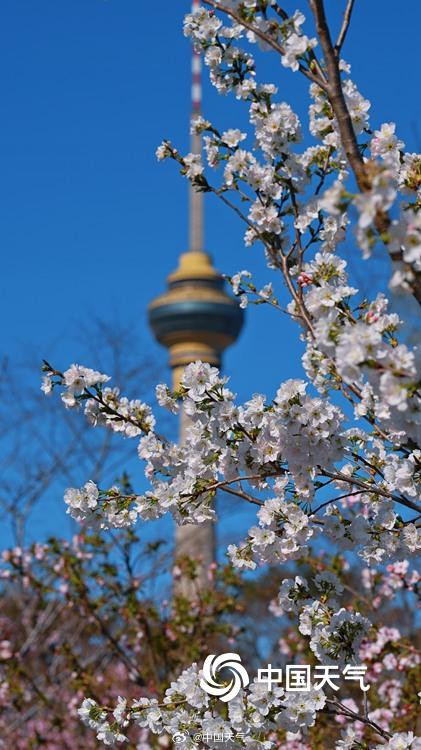 北京玉渊潭花开渐入佳境 一组图直击“花事”现场