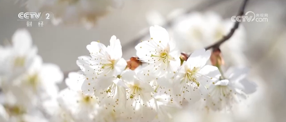 “美食+非遗”融入春日赏花之旅 各地抢抓“美丽经济”流量红利促消费