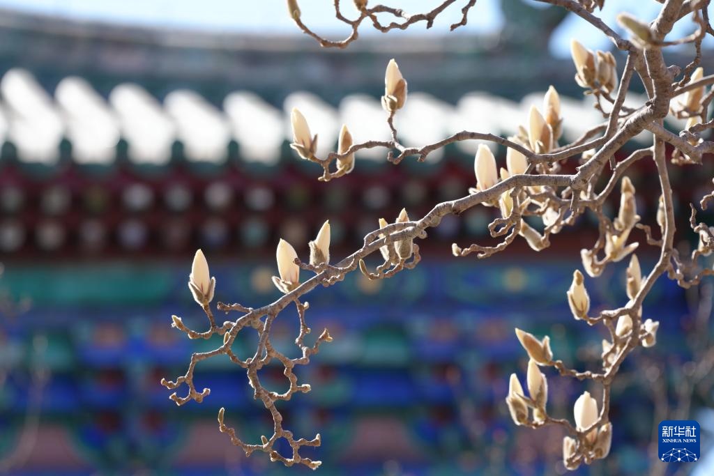 天坛公园春色美