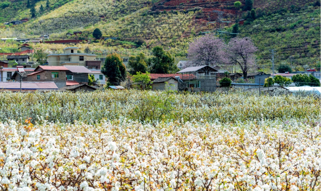 承包整个春天！四川“追花”指南来了