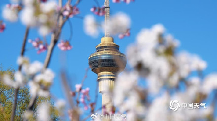 北京玉渊潭花开渐入佳境 一组图直击“花事”现场