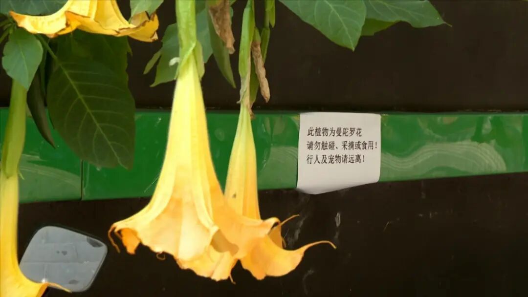 颜值超高却全株有毒！厦门多地曼陀罗花绽放！提醒：勿触碰！勿采摘！勿食用！