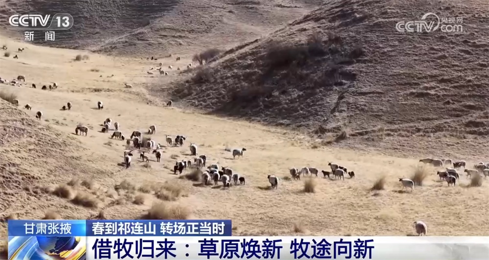“异地借牧”实现牧民增收、农业提效、草原增绿 进一步筑牢西部生态安全屏障