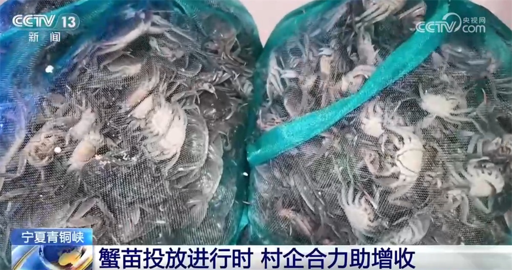 骆驼产羔、投放蟹苗、紫菜丰收……希望的田野一派繁忙 一起感受“春天的希望”