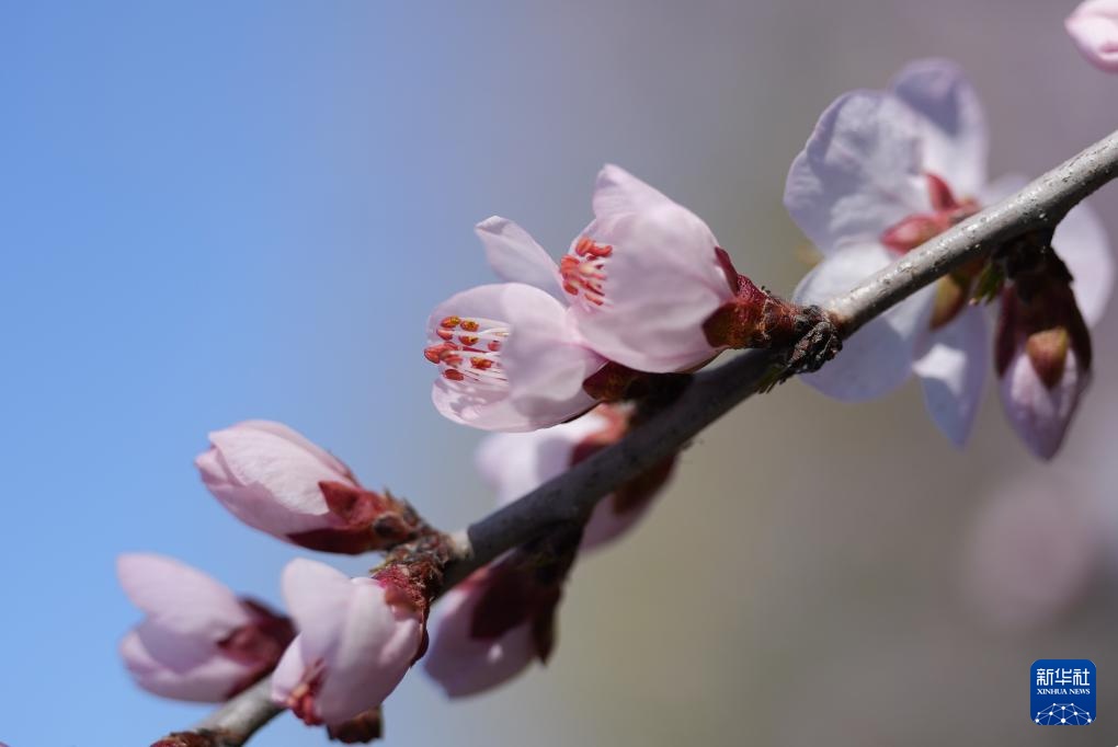 京华风暖桃花开