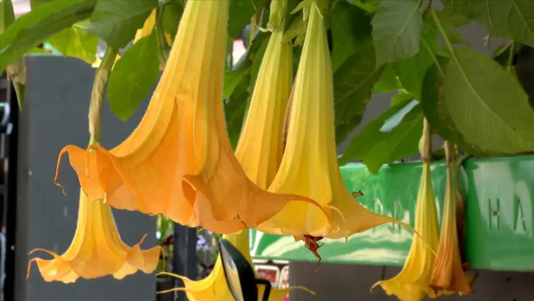颜值超高却全株有毒！厦门多地曼陀罗花绽放！提醒：勿触碰！勿采摘！勿食用！