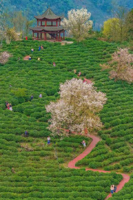 无水印速存！这组春天壁纸生命力满满