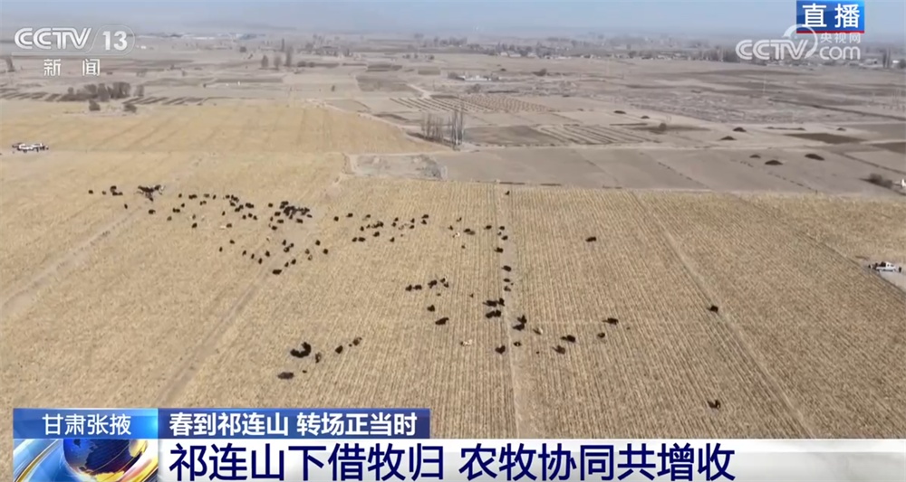 “异地借牧”实现牧民增收、农业提效、草原增绿 进一步筑牢西部生态安全屏障