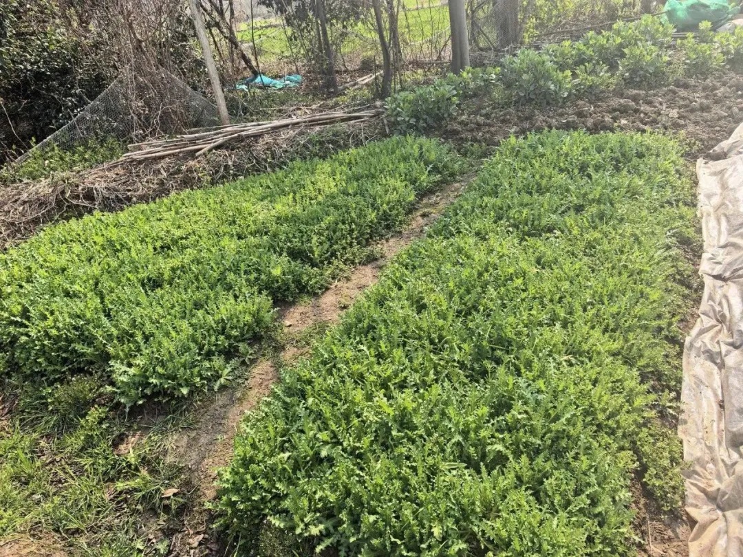 江苏扬州警方查处两起非法种植毒品原植物案件