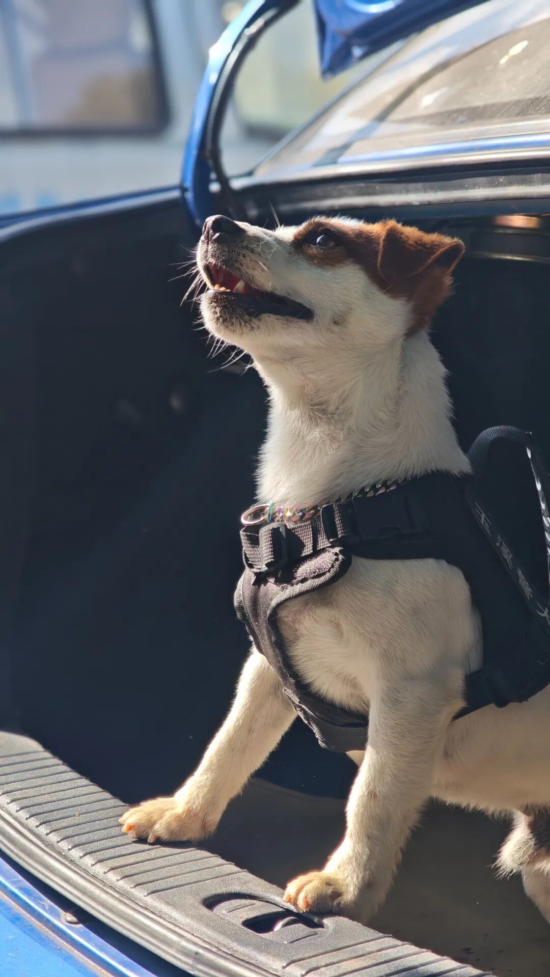 腿还没火腿肠长！3岁搜毒犬“王子”火了！