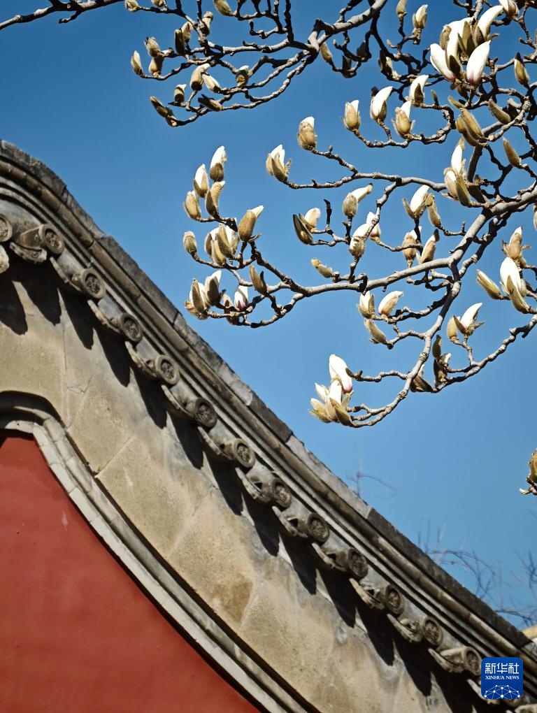 天坛公园春色美