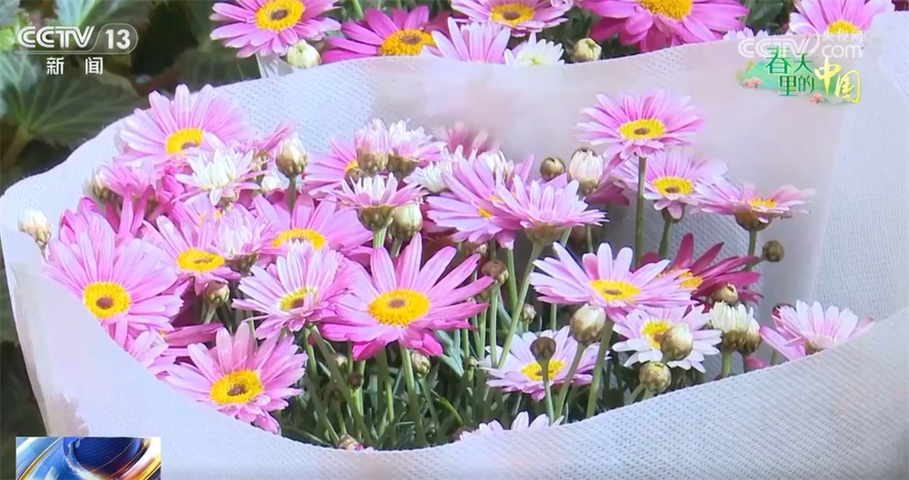 “赏花经济”激活新消费场景 “农文旅”融合让特色产业成为乡村振兴新引擎