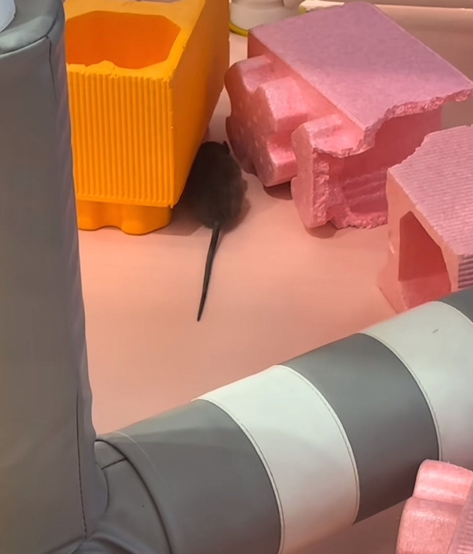 长沙一儿童游乐场出现一只大老鼠，门店：当场打死立刻消毒，将逐一回访客人进行道歉