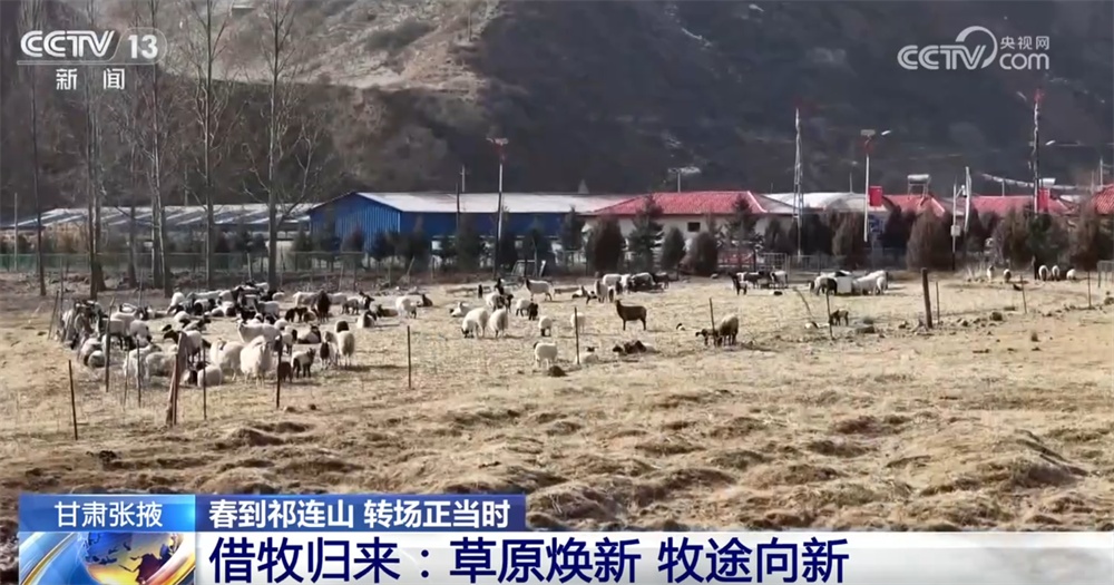 “异地借牧”实现牧民增收、农业提效、草原增绿 进一步筑牢西部生态安全屏障