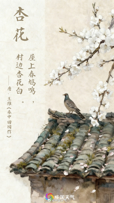 春花与诗词