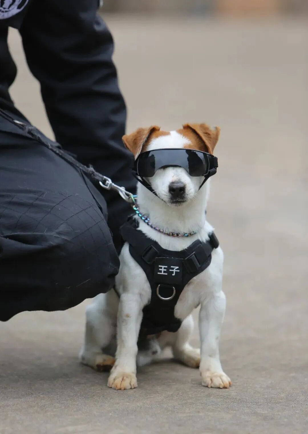 腿还没火腿肠长！3岁搜毒犬“王子”火了！