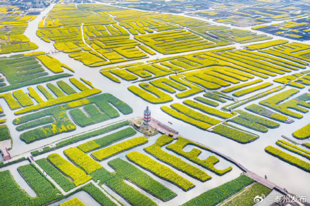 这个春天来泰州兴化赏油菜花