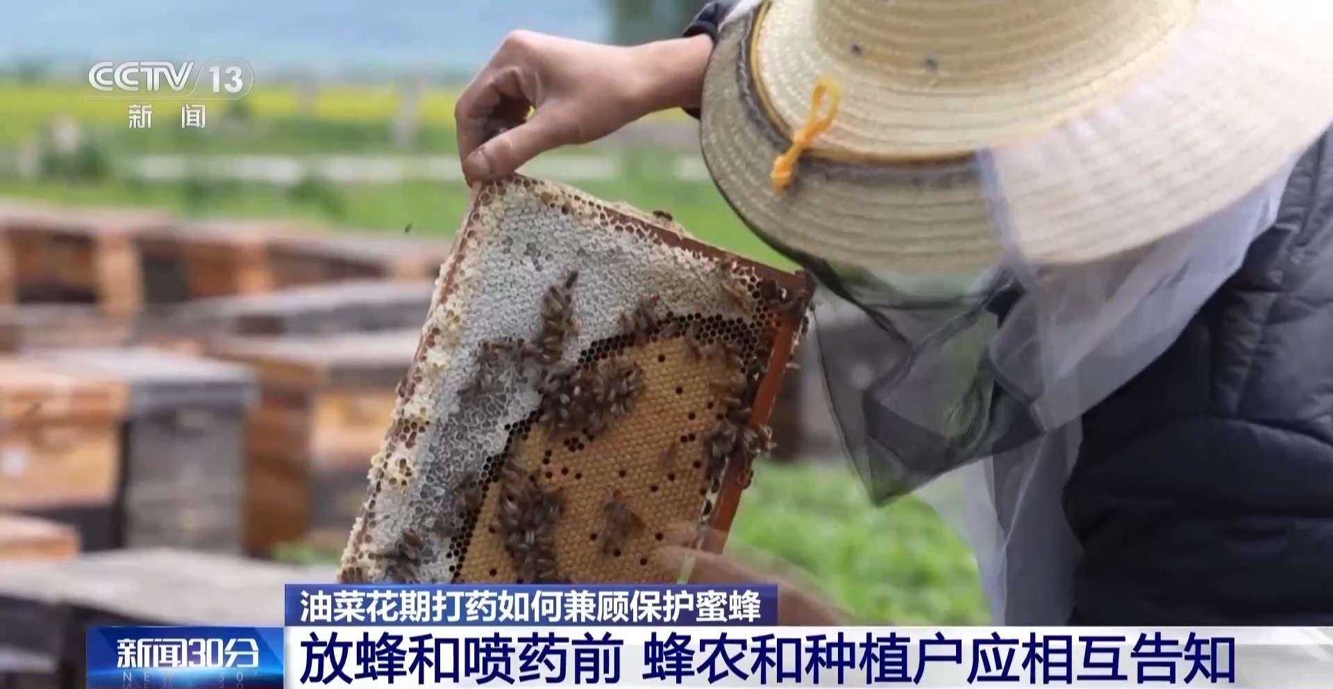 油菜花期打药如何兼顾保护蜜蜂？农业农村部回应