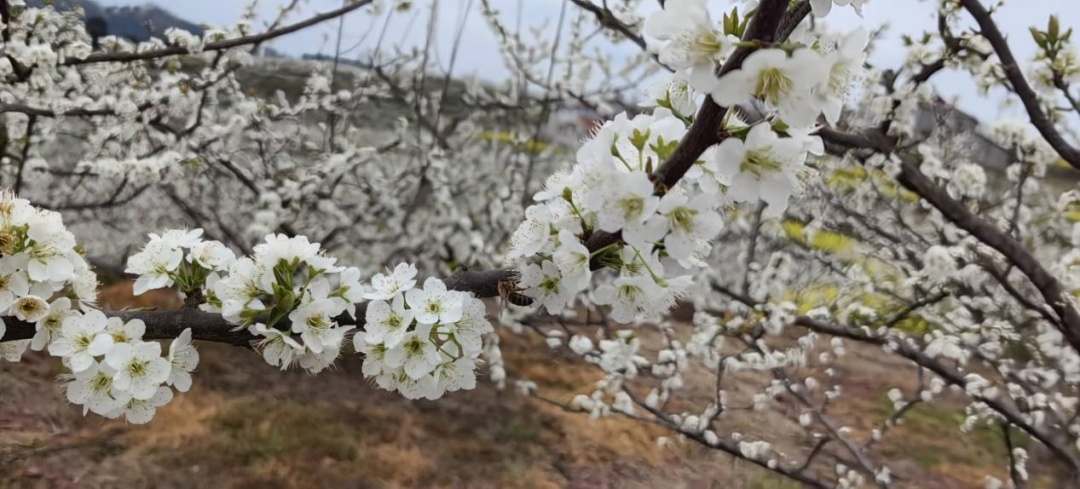 承包整个春天！四川“追花”指南来了