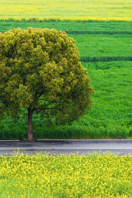 无水印速存！这组春天壁纸生命力满满