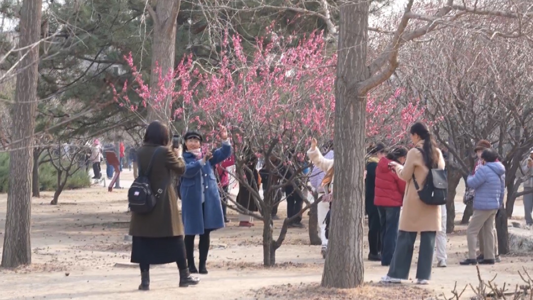 北京城管在身边：春日赏花正当时 首都城管全力做好文明游园执法保障