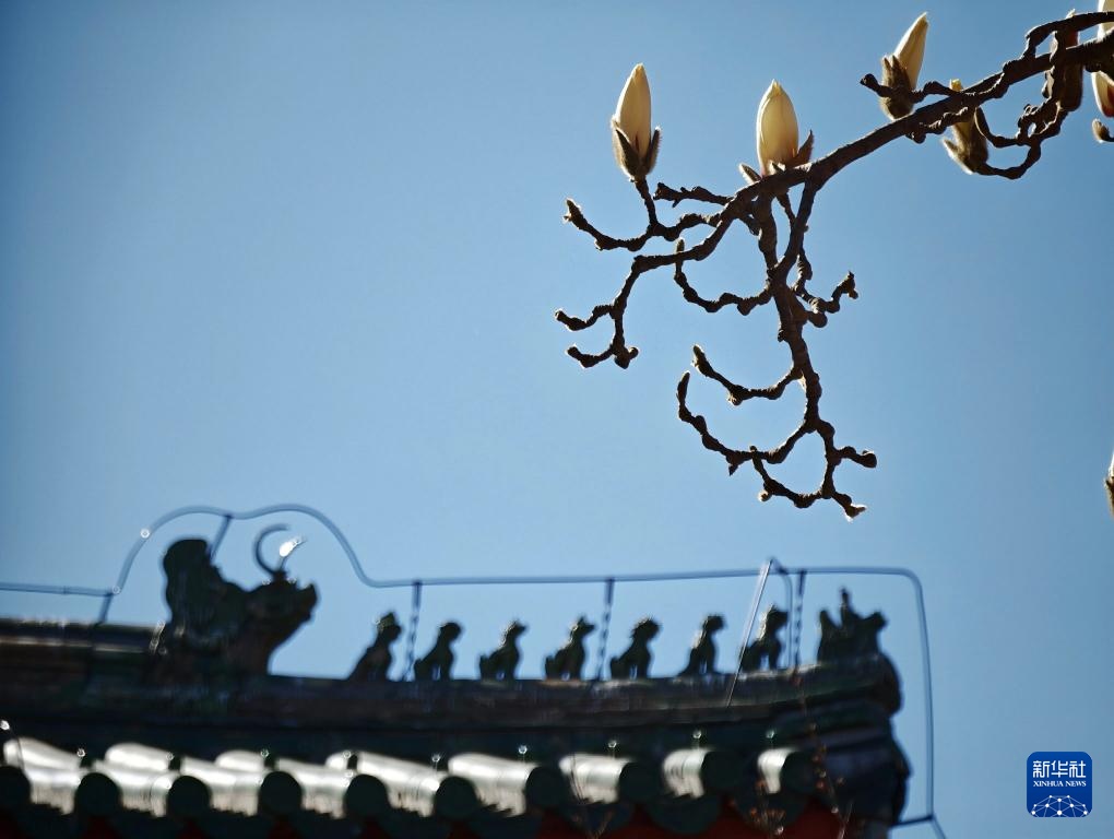 天坛公园春色美