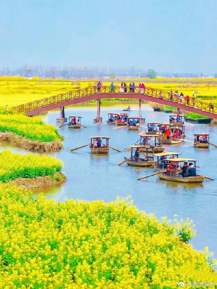 这个春天来泰州兴化赏油菜花